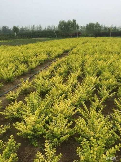 恭賀沭陽縣榮添園林綠化苗木場入駐苗木通 服務一流，價格優惠